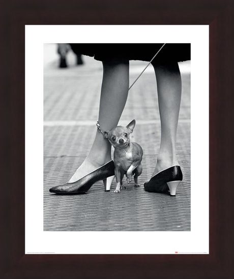 Framed Framed Chihuahua - Time Life