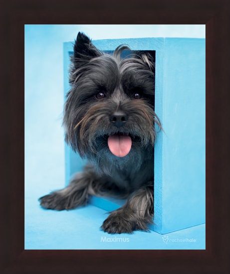 Framed Framed Maximus the Puppy - By Rachael Hale