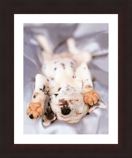 Framed Framed Monty - Rachael Hale