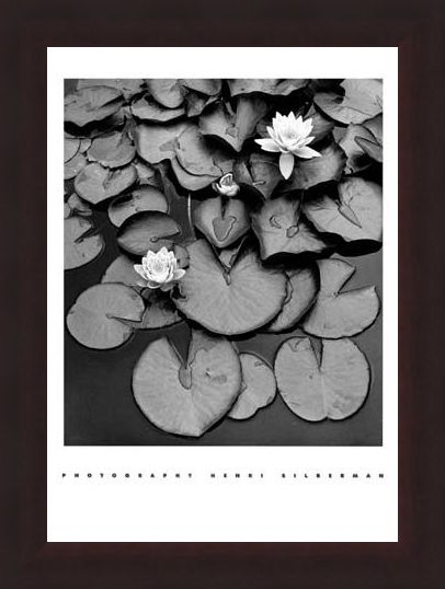 Framed Framed Waterlilies - Henri Silberman