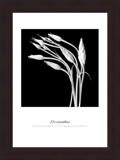 Framed Framed Lizzianthus - Richard McConnell