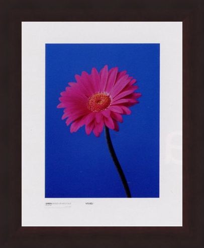 Framed Framed Gerbera Serenity - Masao Ota