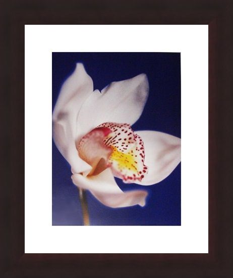 Framed Framed Orchid - Michael Banks