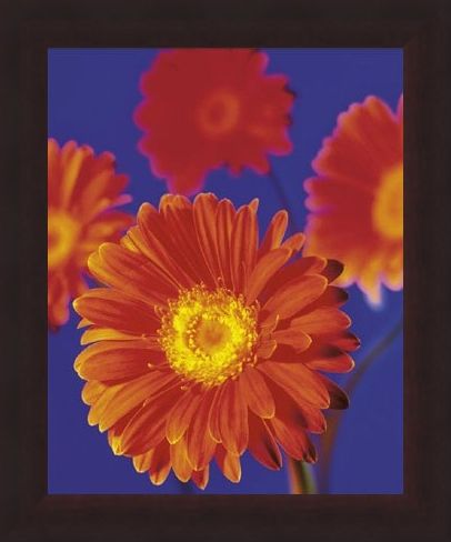 Framed Framed Red Flowers - Gerberas