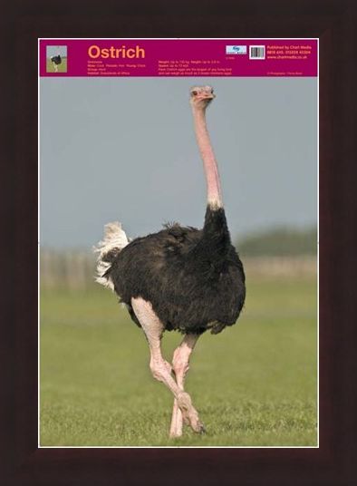 Framed Framed Ostrich - Wildlife Fun Facts
