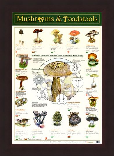 Framed Framed Mushrooms & Toadstools - Fungi