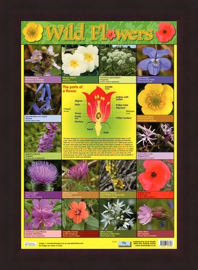 Framed Framed Wild Flowers - Parts of a Flower