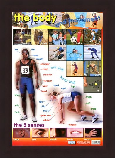 Framed Framed The Body & Movement - How We Move
