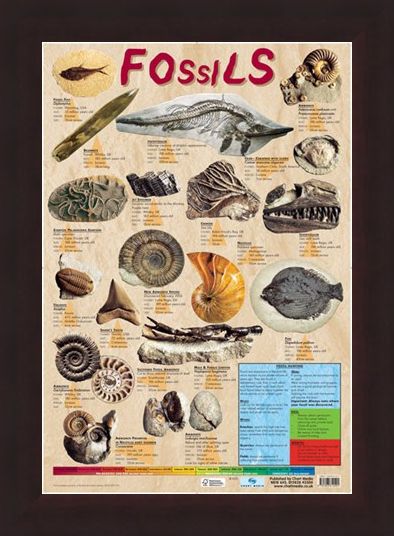 Framed Framed Fossils - Educational Chart