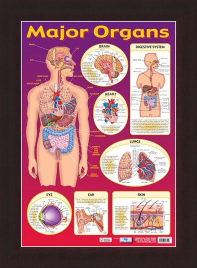 Framed Framed Find Your Way Around the Human Body! - Major Organs of The Body