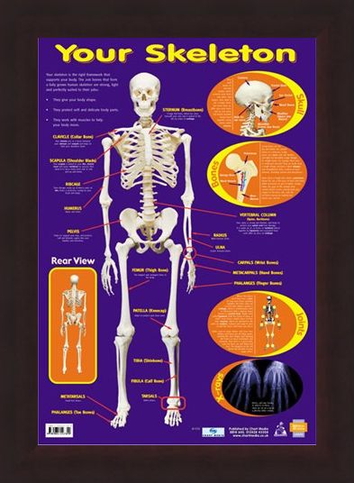 Framed Framed Your Skeleton - 206 Bones In The Body