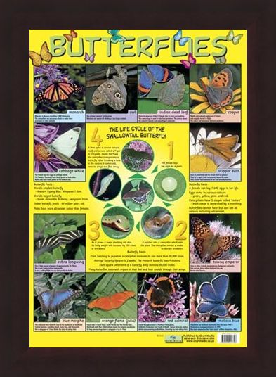 Framed Framed Butterflies - Life Cycle