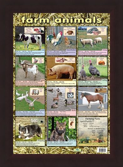 Framed Framed Farm Animals - Down On The Farm