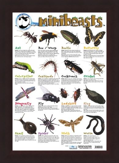 Framed Framed Mini Beast - Creepy Crawlies