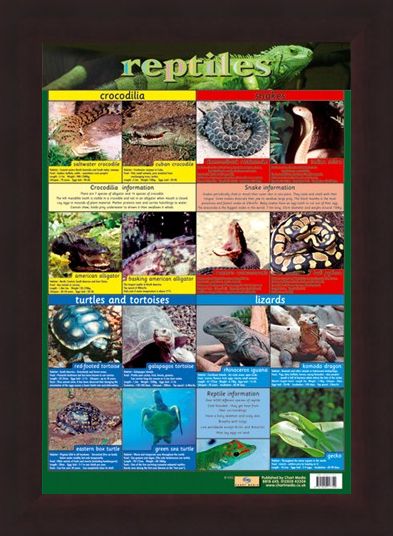 Framed Framed Reptiles - Snake, Rattle and Roll