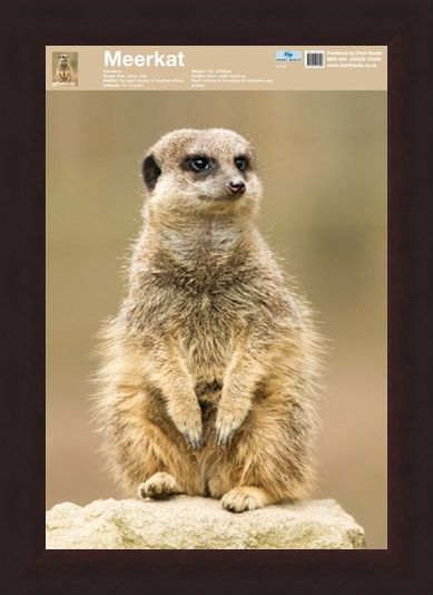 Framed Framed Animal World - The Meerkat
