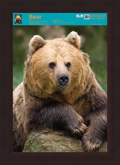 Framed Framed Nature's Big Teddy Bear - Bear