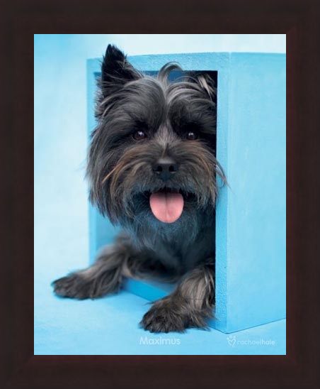 Framed Framed Maximus the Puppy - By Rachael Hale