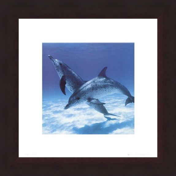 Framed Framed A Pair Of Bottle Nose Dolphins - Daniel McCulloch