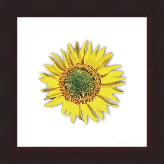 Framed Framed Sunflower - Solitary Bloom