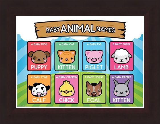 Framed Framed Baby Animal Names - Learning Is Fun