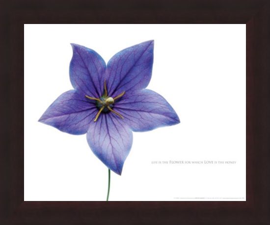 Framed Framed Life is the Flower - Love