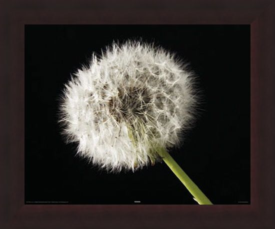Framed Framed Dandelion - Macro Photography