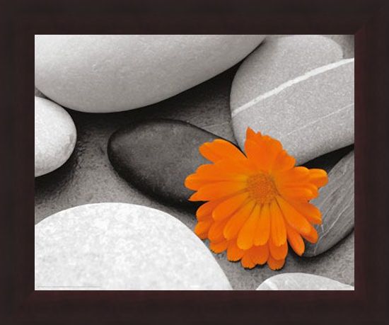 Framed Framed Marigold and Pebbles - Bright Flower amongst Stones