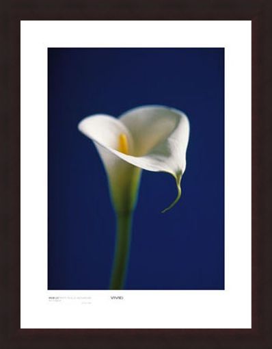 Framed Framed Arum Lily, White on Blue Background - Alex Sedgwick