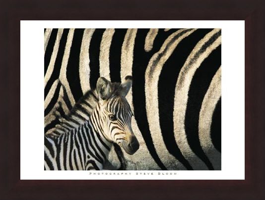 Framed Framed Zebra Stripes & Foal - Steve Bloom