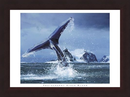 Framed Framed Antarctica - Steve Bloom