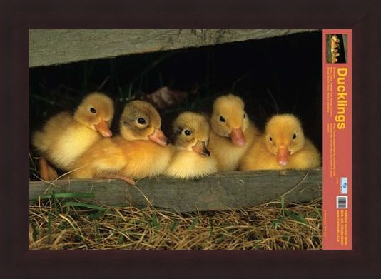 Framed Framed Fluffy Friends - All About Ducklings
