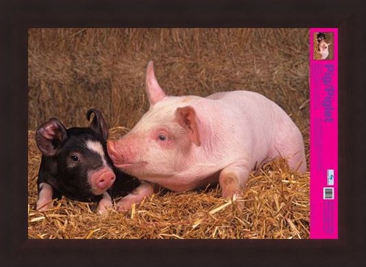 Framed Framed Curly Tailed Cutie - Piglets