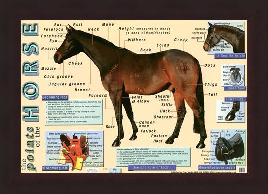 Framed Framed Points of the Horse - Equine Care