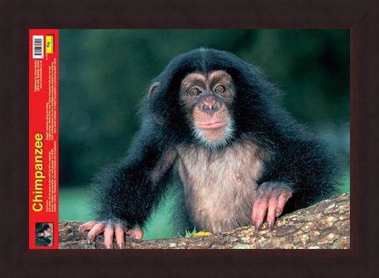 Framed Framed Animal World - Chimpanzee