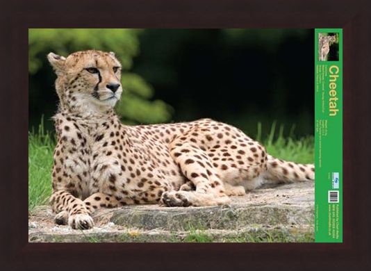 Framed Framed The Cheetah - Wild Facts