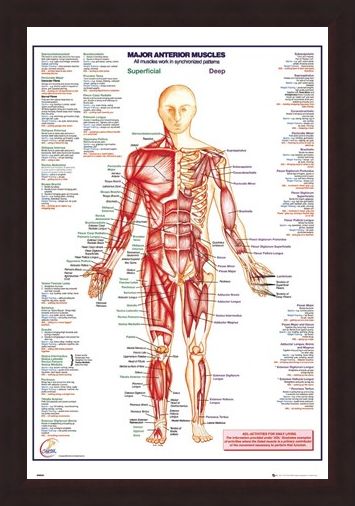 Framed Framed Major Anterior Muscles - Human Body