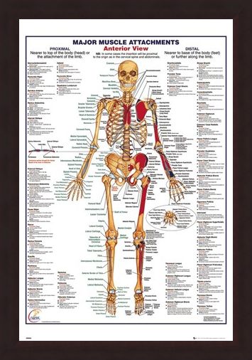 Framed Framed Major Muscle Attachments Anterior - Human Body