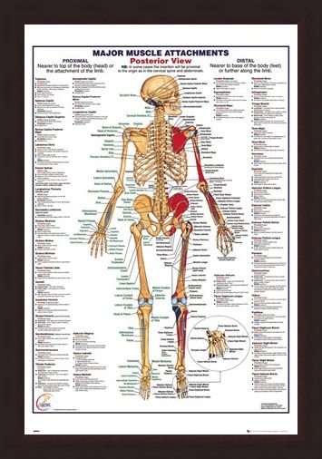 Framed Framed Major Muscle Attachments Posterior - Human Body
