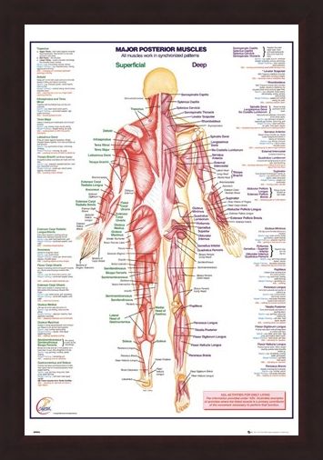 Framed Framed Major Posterior Muscles - Human Body