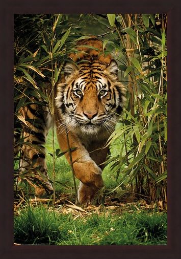 Framed Framed King Of The Jungle - Bamboo Tiger