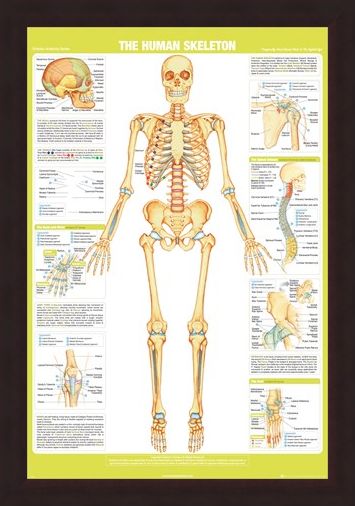 Framed Framed Skeleton - Chartex Anatomy