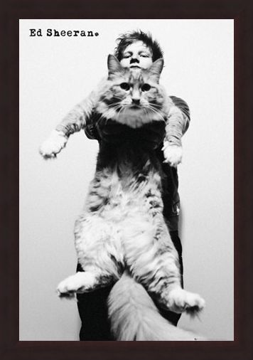 Framed Framed Fat Cat - Ed Sheeran