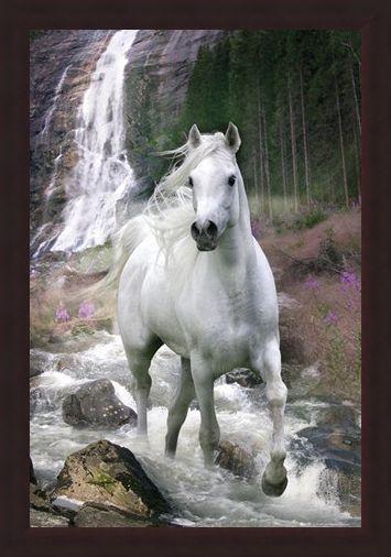 Framed Framed Horse in a Waterfall - Bob Langrish