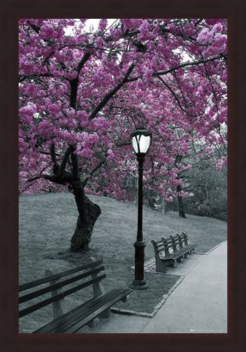 Framed Framed Blossom in Central Park - Cherry tree in blossom