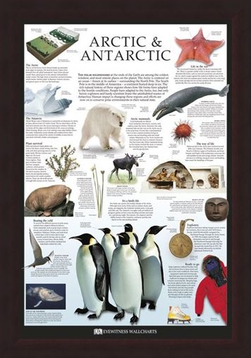Framed Framed The Arctic & Antarctic - Dorling Kindersley