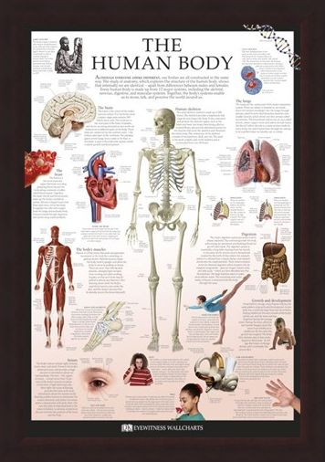 Framed Framed The Human Body - Dorling Kindersley