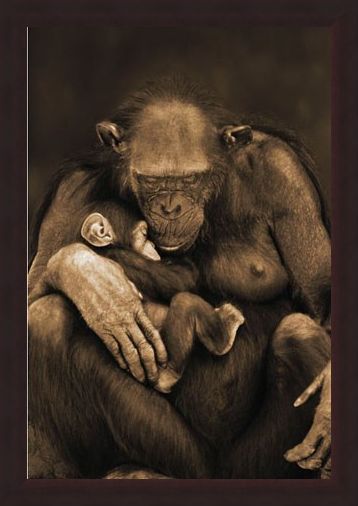 Framed Framed Motherhood - Chimpanzee with Child