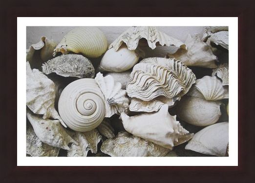 Framed Framed Still Life with Shells - Rene and Barbara Stoeltie
