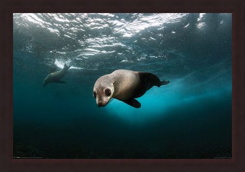 Framed Framed Diving The Depths - Australian Fur Seal